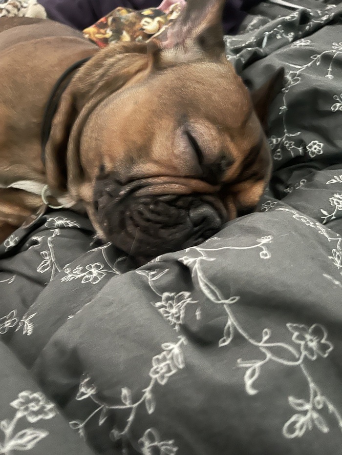 Мой пес как всегда, слишком устал)