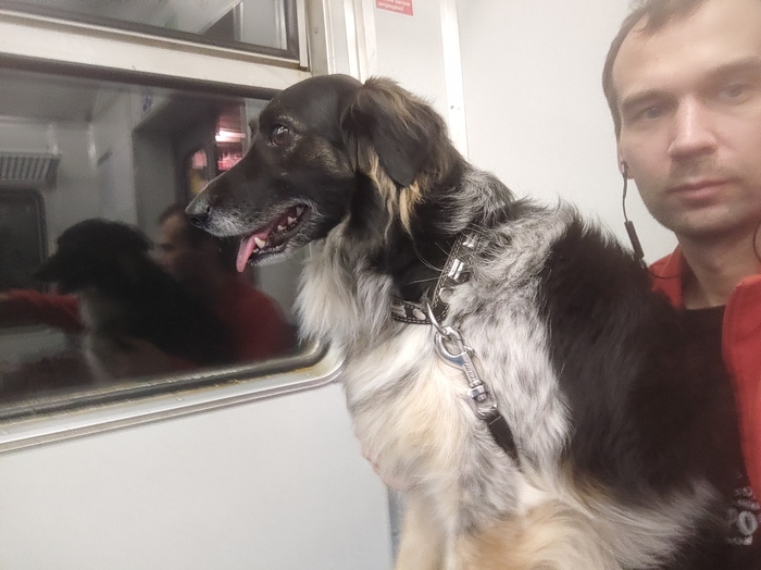 Маленького пёсика взяли на ручки.