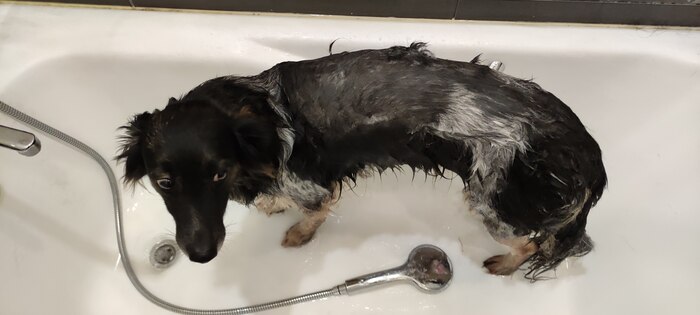 Мокрая псина.