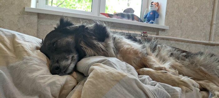 Довольная собака дремлет.