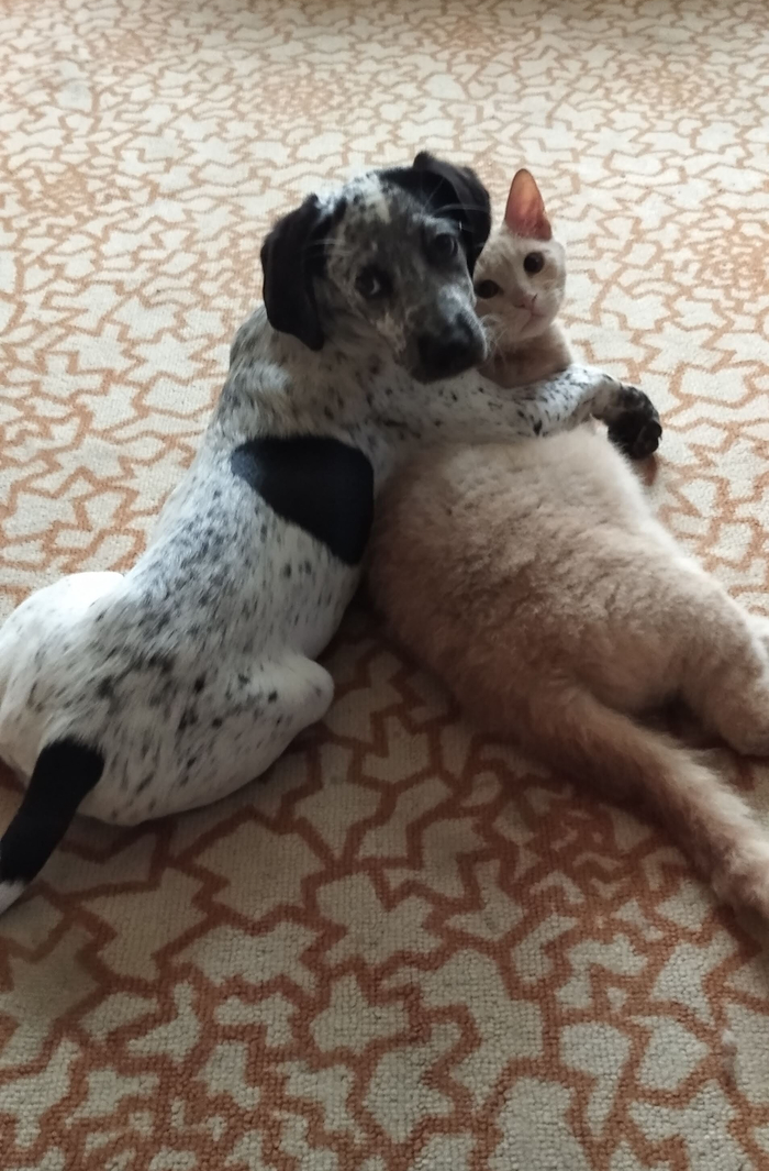 Ответ на пост «Довольная собака»