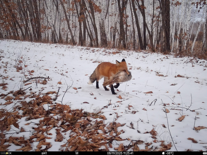  <a href="https://pikabu.ru/story/komuto_v_yetot_den_ochen_povezlo_a_komuto_ne_ochen_13486984?u=https%3A%2F%2Ft.me%2FzapovednikKhingan%2F1008&t=%D0%BE%D1%82%D1%81%D1%8E%D0%B4%D0%B0&h=fd9a47cad406fcfd1561b5b55ea4c1168e7f78ec" title="https://t.me/zapovednikKhingan/1008" target="_blank" rel="nofollow noopener"></a>