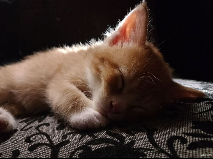 Ответ на пост «Как Вы зае6али со Своими собаками»