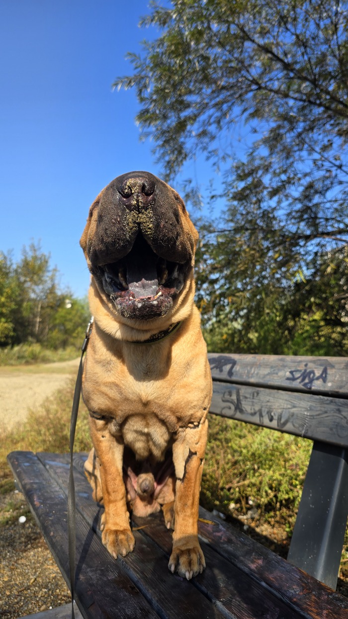 Собака- улыбака