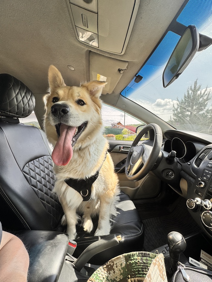 Мои спасатели настроения