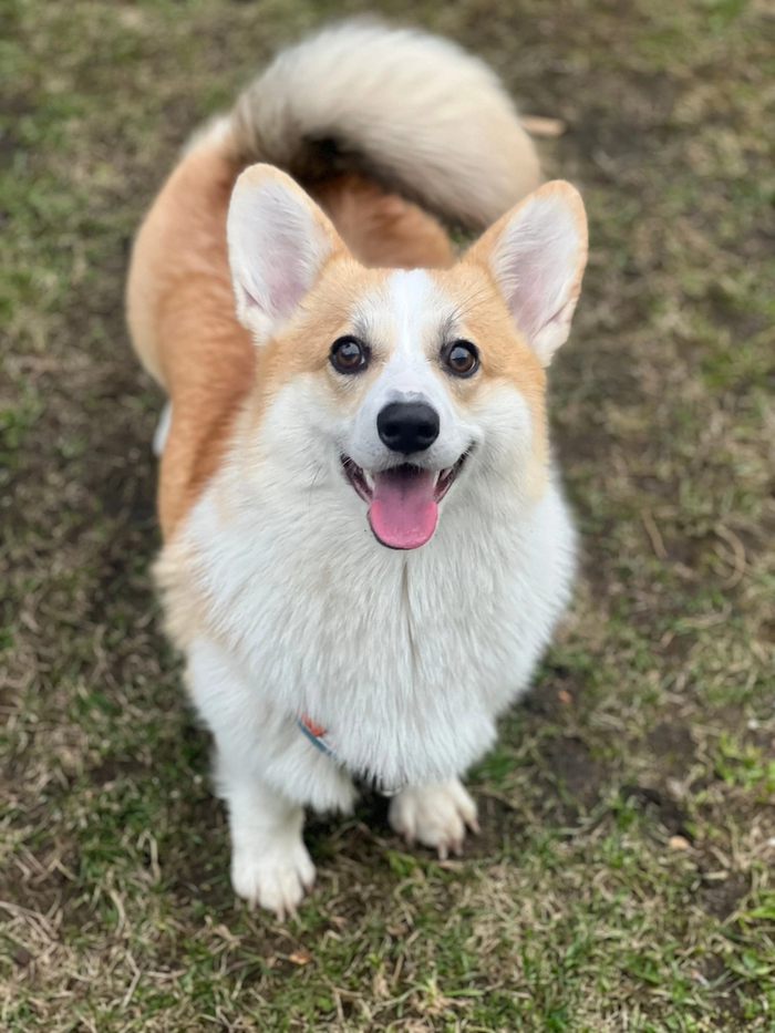 Довольная собака