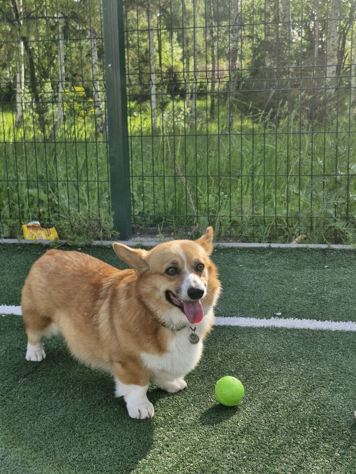 Первая довольная собака