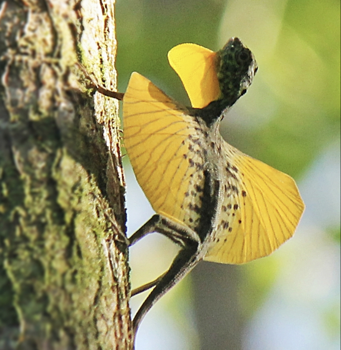 Сам дракон выгляди так (и это именно дракон, не виверна!)
