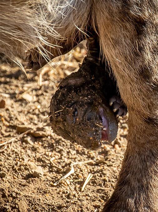 А вы знали, что детёныши гиен рождаются уже с зубами?