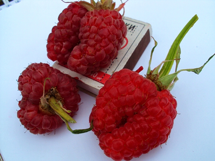 СОРТ МАРОСЕЙКА. САМЫЙ КРУПНЫЙ СОРТ МАЛИНЫ