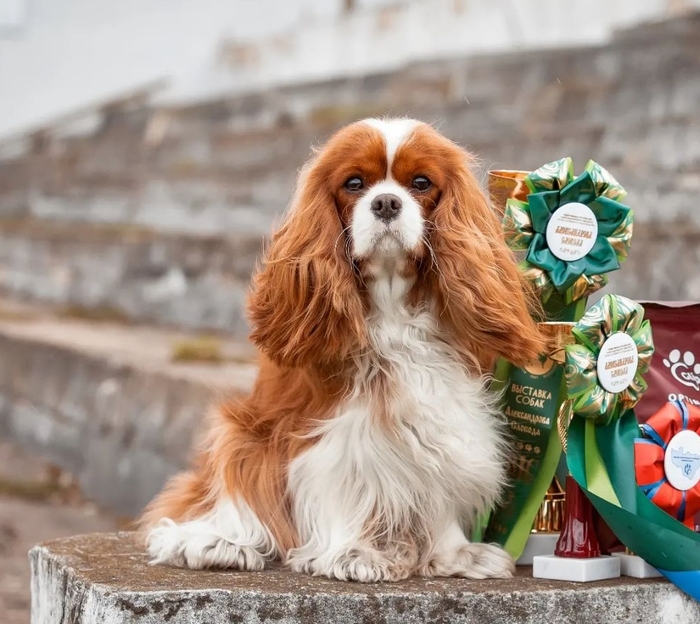 Ответ на пост «Довольная собака»