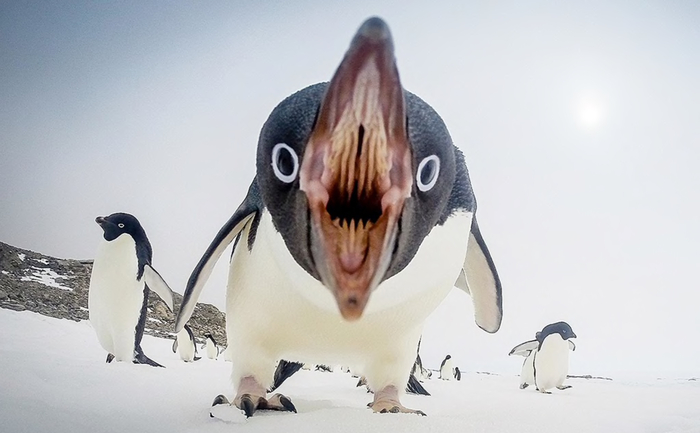 Ответ UgliBugli в «Как Вы утомили со Своими собаками»