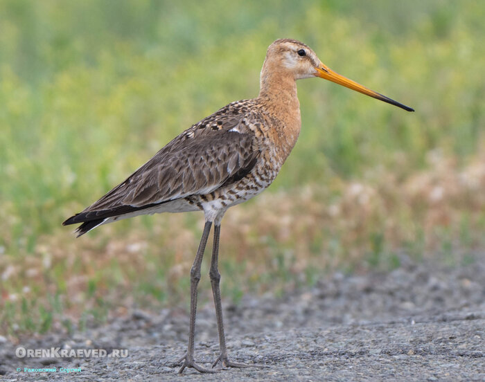 Помогите определить птицу