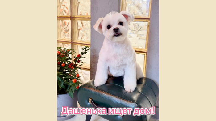 ДАШЕНЬКА ИЩЕТ ДОМ