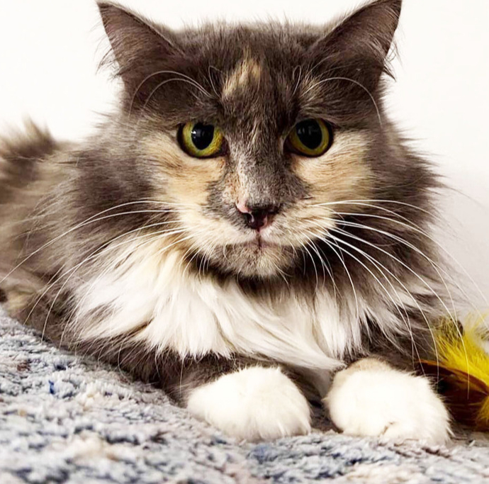 Скромная кошечка Анфиса ищет дом!