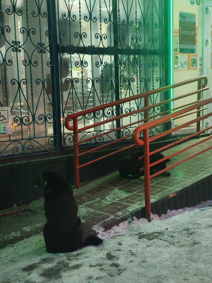 Людей не боятся. 11.12.2025.