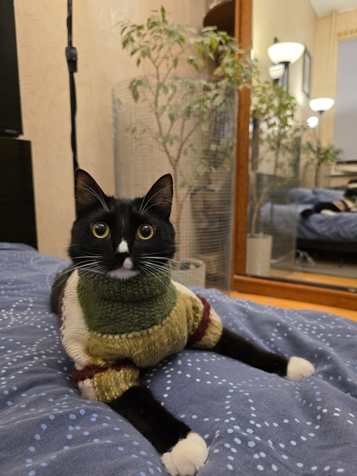 Новый свитер и система антикот