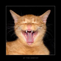 AllexPtsk