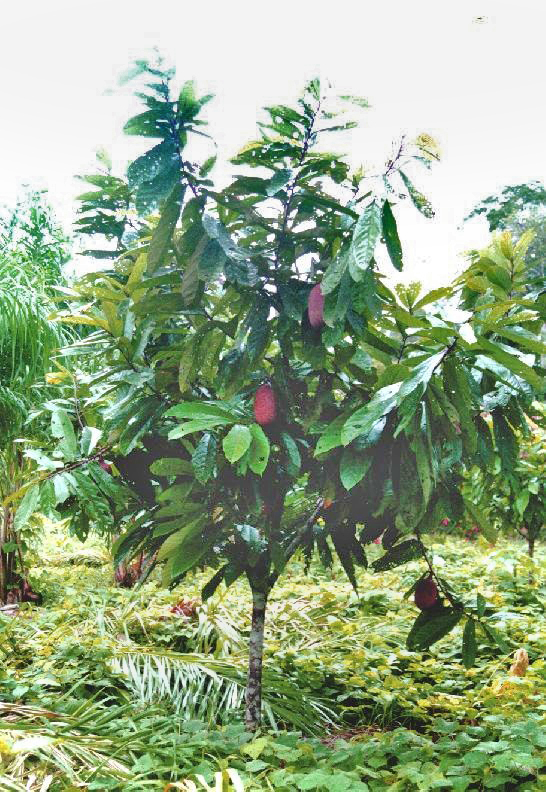 Общий вид дерева купуасу. Фото с сайта <!--noindex--><a href="https://pikabu.ru/story/kupuasu_13499417?u=http%3A%2F%2Fwikimedia.org&t=wikimedia.org&h=1fac217ca71d87040861ea21157e9ab869414d0c" title="http://wikimedia.org" target="_blank" rel="nofollow noopener">wikimedia.org</a><!--/noindex-->.