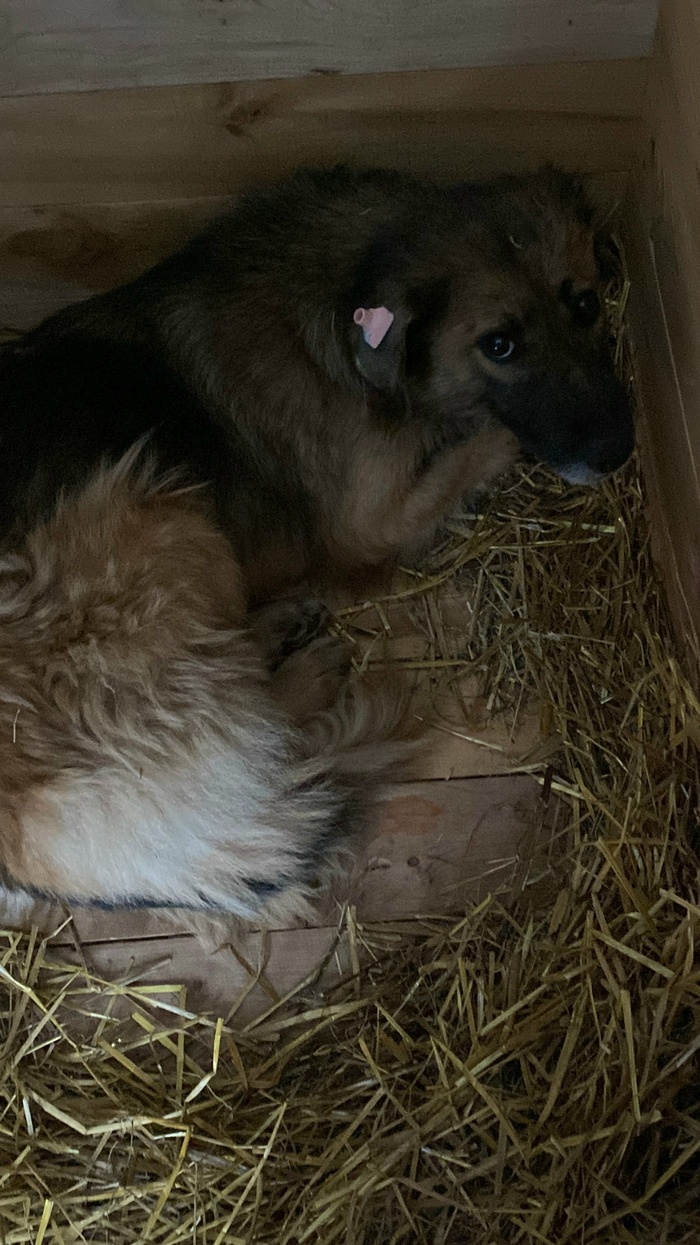 ЧЬЯ ПОТЕРЯШКА В ПРИЮТЕ г.Пермь НА ВЕРХНЕМОСТОВОЙ, 38