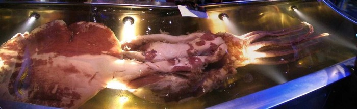 Образец, выставленный в Музее Новой Зеландии / © <!--noindex--><a href="https://pikabu.ru/story/pervyie_v_istorii_fotografii_detenyisha_antarkticheskogo_gigantskogo_kalmara_13493952?u=http%3A%2F%2Fwikipedia.org&t=wikipedia.org&h=069e34549d8605623376d6a956946f0dddfb7907" title="http://wikipedia.org" target="_blank" rel="nofollow noopener">wikipedia.org</a><!--/noindex-->