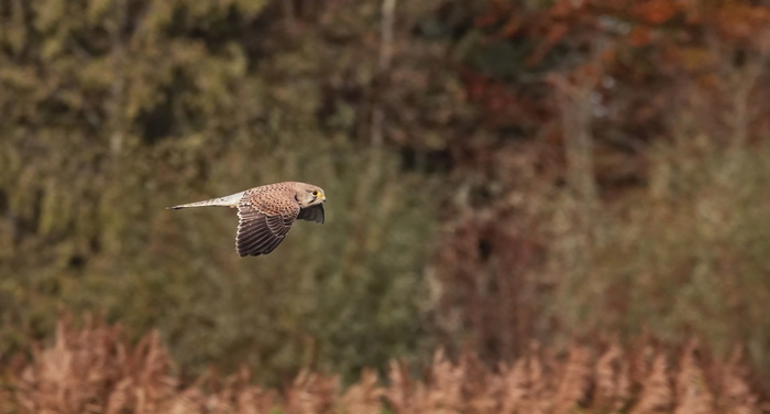 Хищная птица отряда соколиных. Я долго ждала, когда она взлетит. Удачно, что полетела в правильном направлении и дала себя сфотографировать в движении.