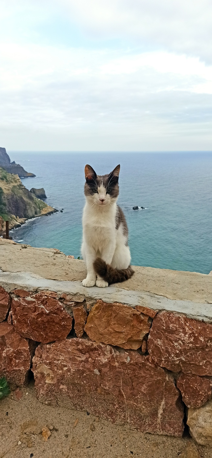 Ответ на пост «Моя лучшая фотография кота»