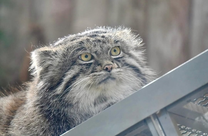 ���� �����?