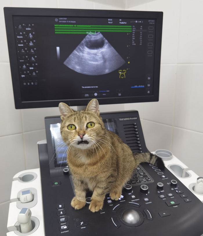 �����, ��������