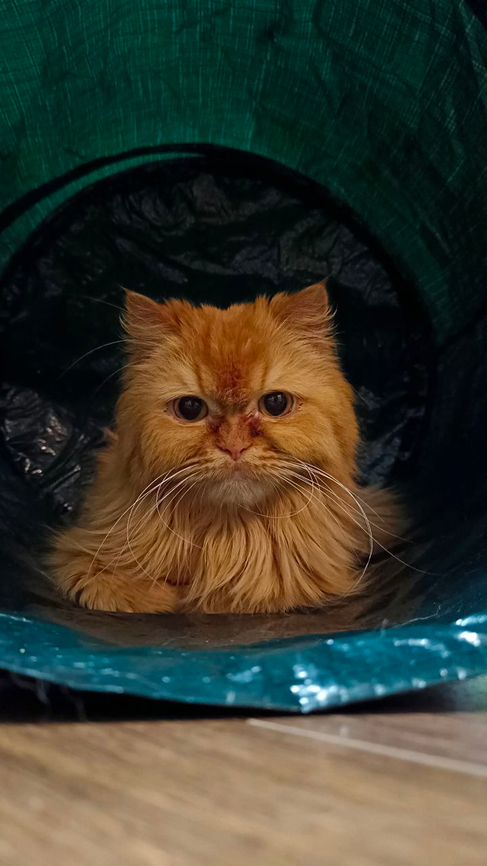 Ответ на пост «Моя лучшая фотография кота»