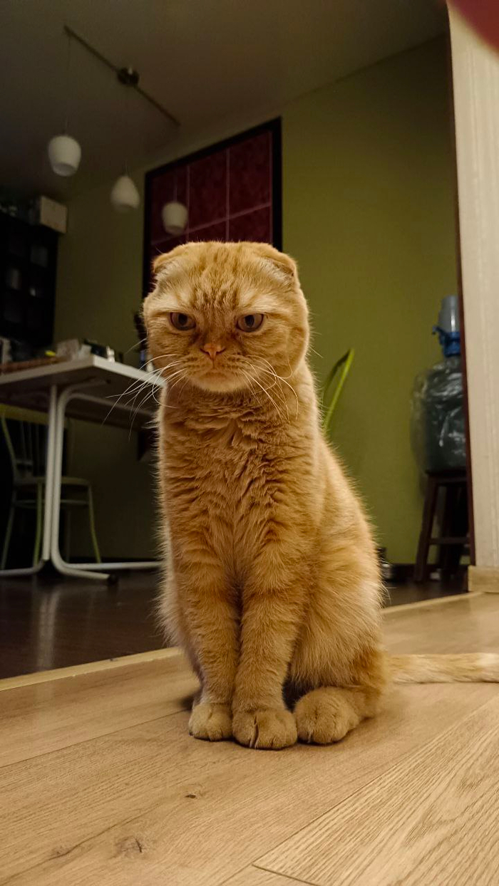 Ответ user8351914 в «Недовольный кот»