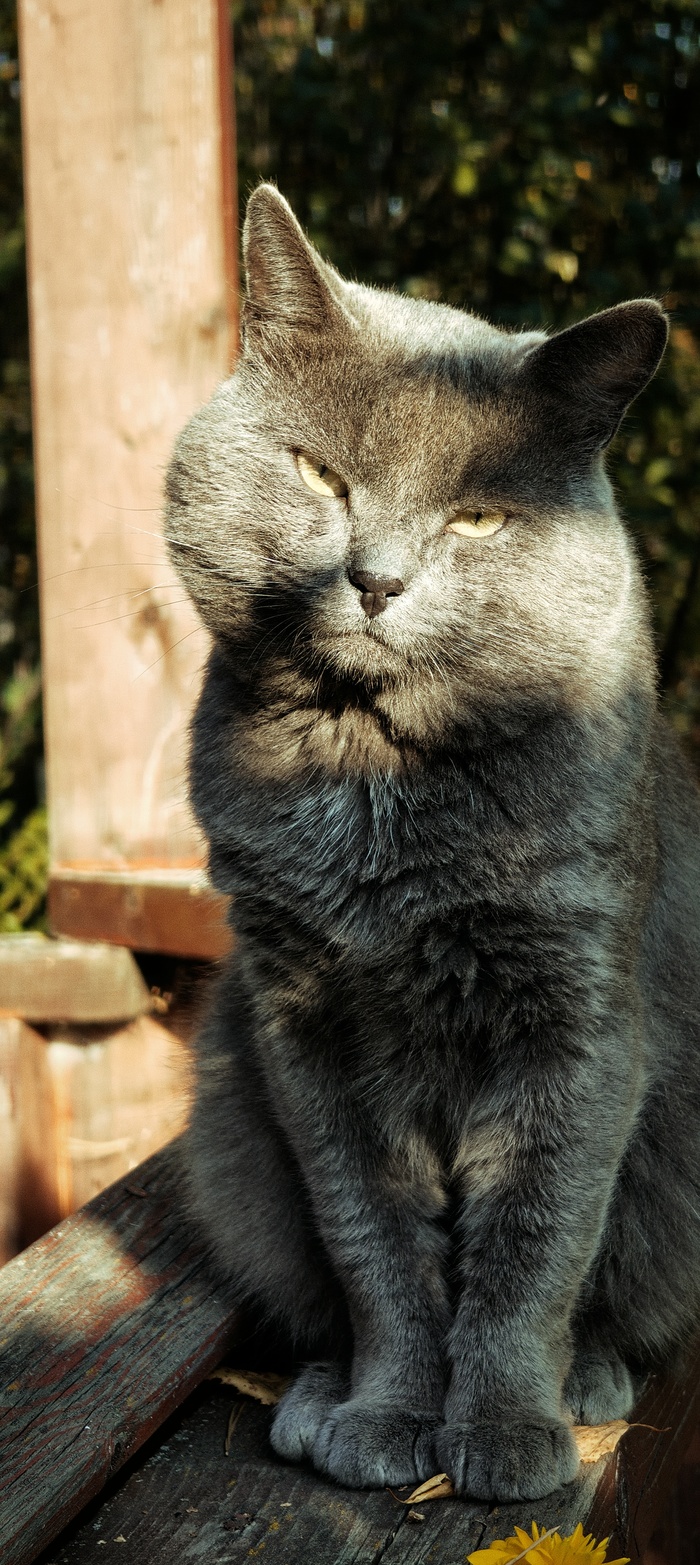 Ответ на пост"Лучшая фотография кота"