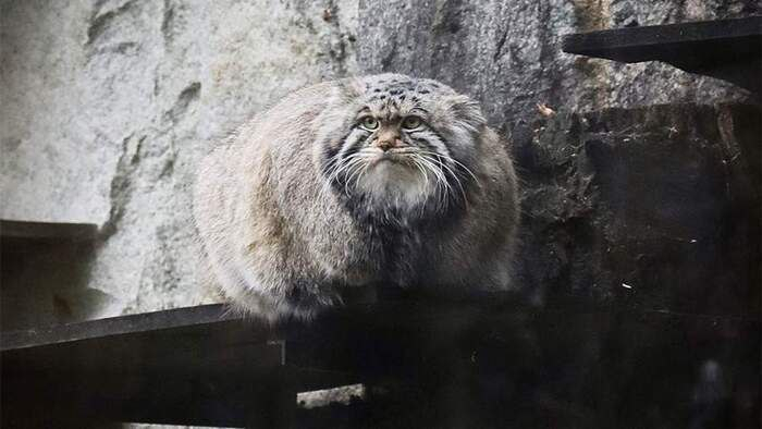 #Языковести