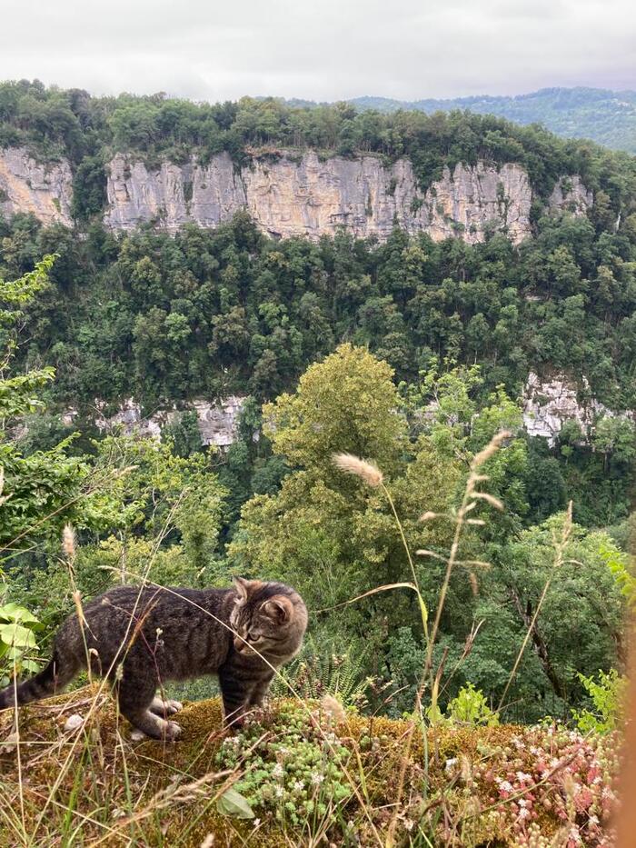 Ответ на пост «Моя лучшая фотография кота»
