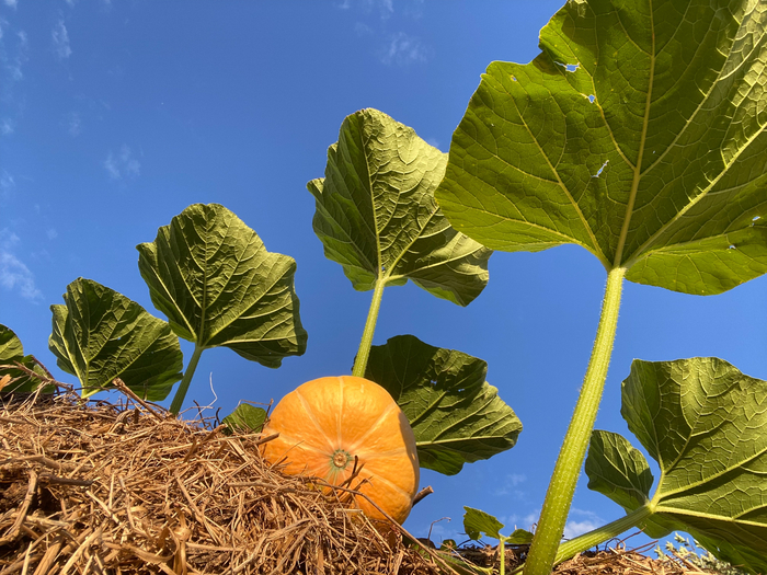 В прошлом августе