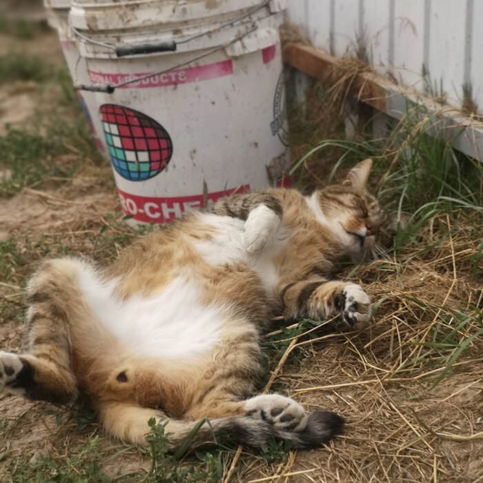 Ответ на пост «Моя лучшая фотография кота»