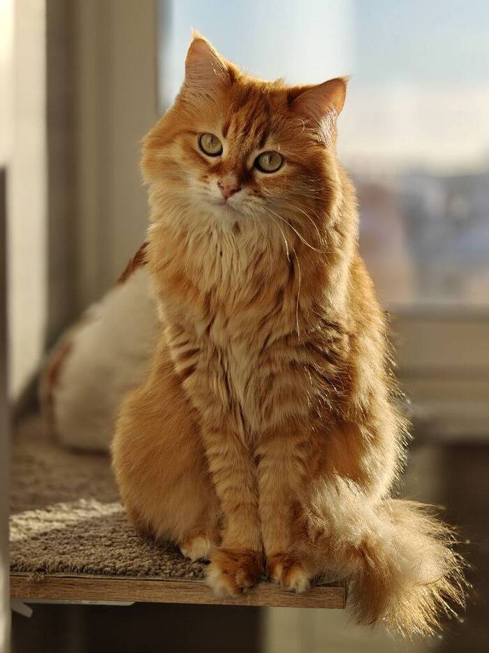 Ответ BestKaterina1994 в «Моя лучшая фотография кота»