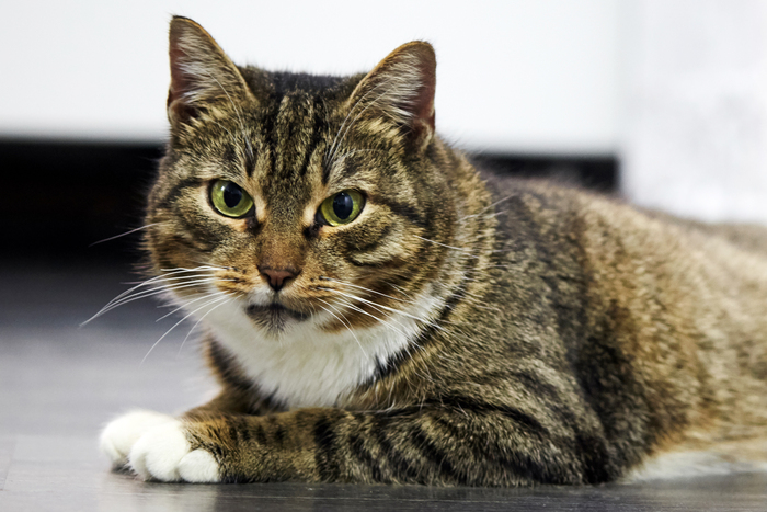 Кошечка из приюта ищет дом