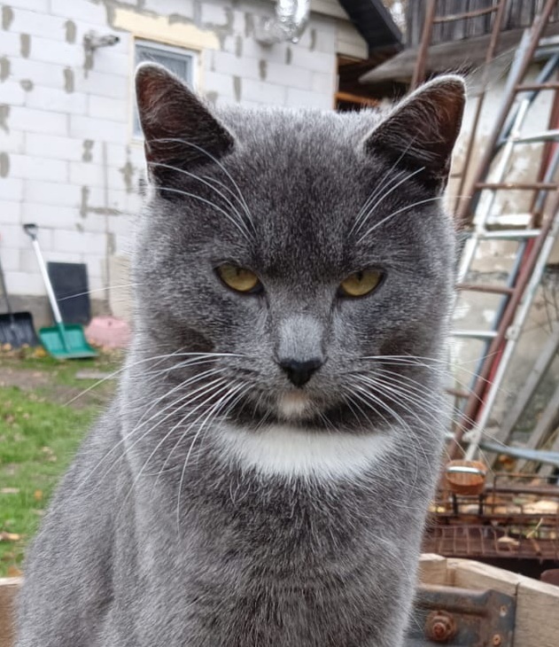 Отве на пост: Лучшее фото моей кошки...)