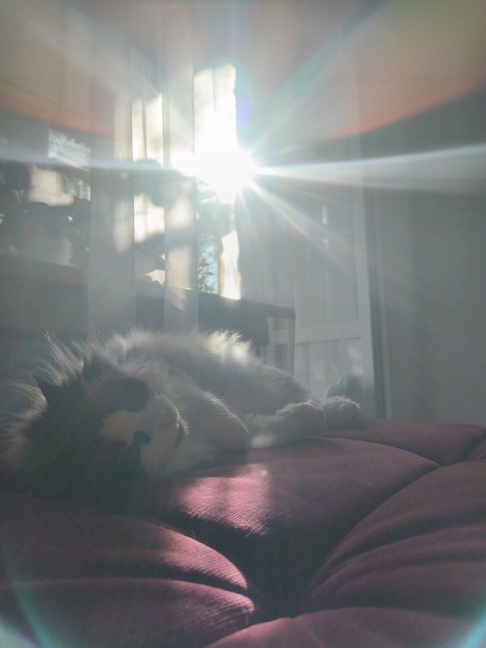 Моя мисочница