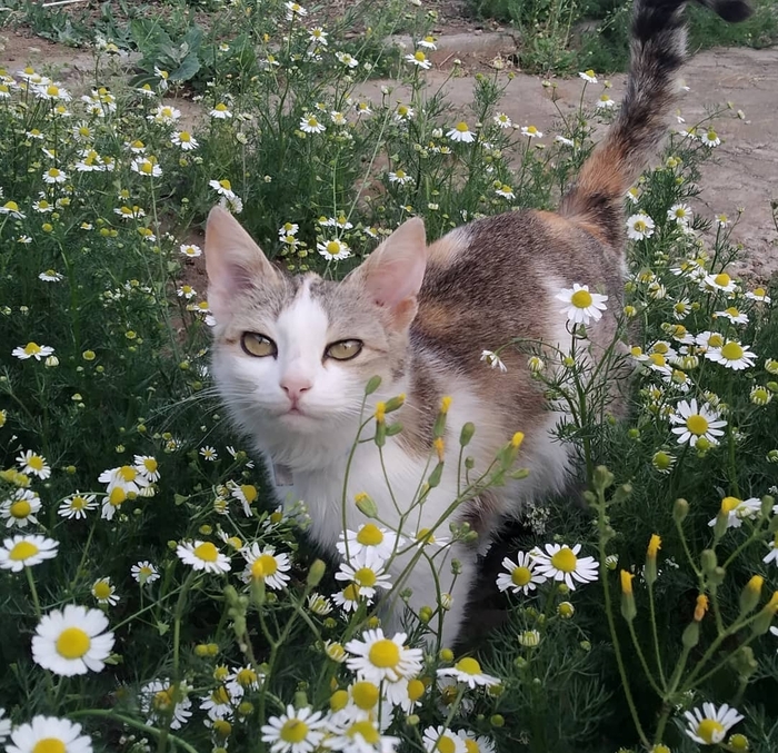 Ответ на пост «Моя лучшая фотография кота»