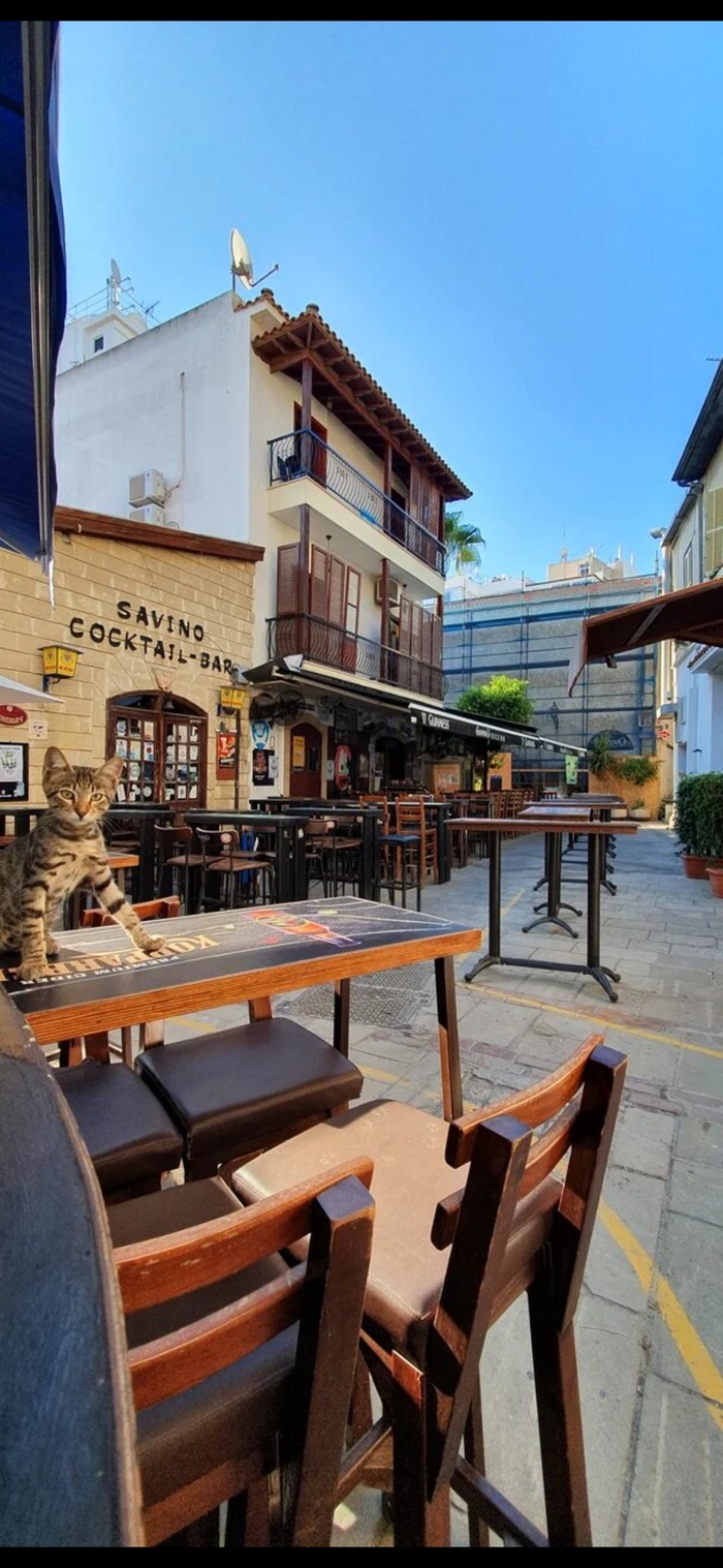 Ответ на пост «Моя лучшая фотография кота»