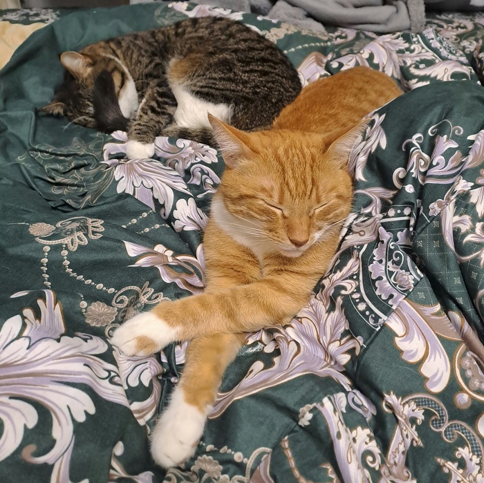 Ответ на пост «"Подтвердите, что вы пикабушник, добавив фото кота"»