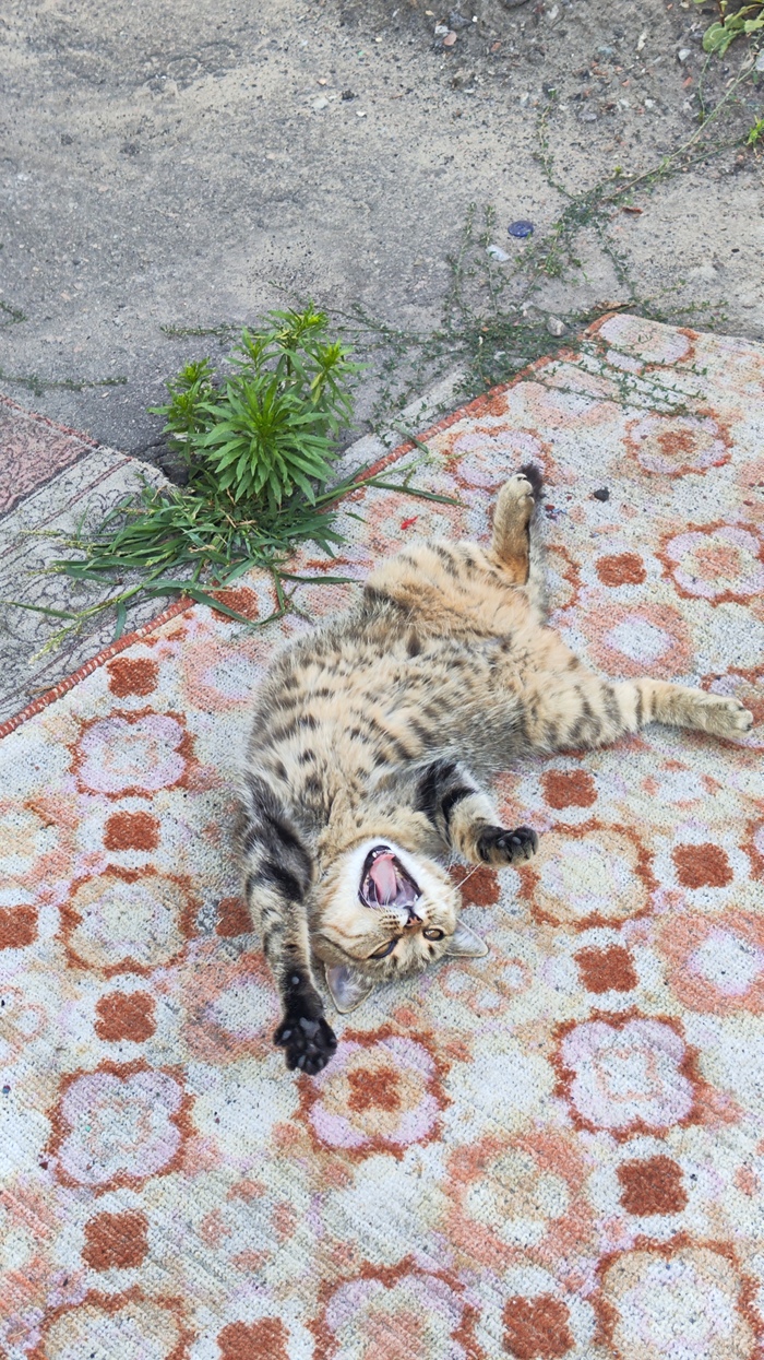 Ответ на пост «Моя лучшая фотография кота»