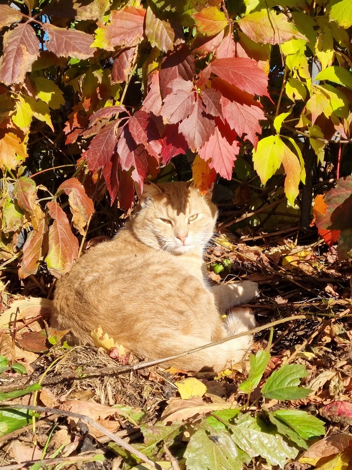 Ответ на пост «Моя лучшая фотография кота»