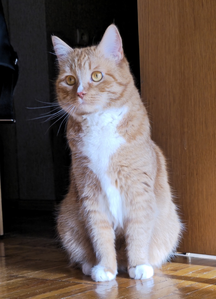 Ответ на пост «Моя лучшая фотография кота»