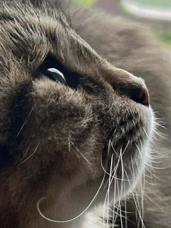 Тошка утренний