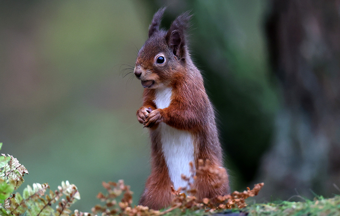 Рыжая белка в Шотландском высокогорье//Фото: Jeff J Mitchell/Getty Images