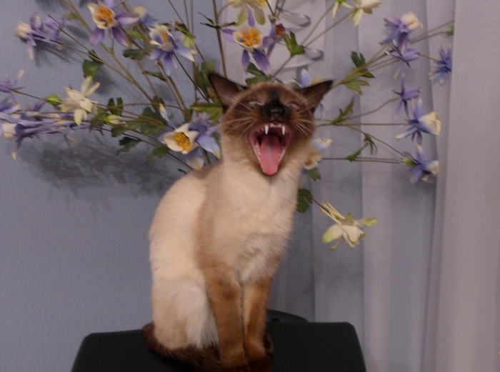 Ответ на пост «Моя лучшая фотография кота»