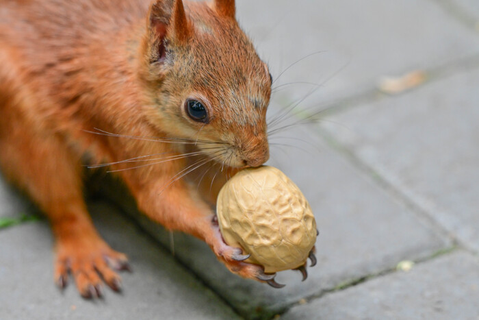 ��� ��������